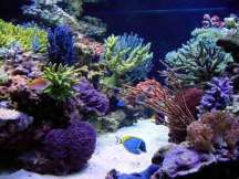 Reef Tank - Click To Enlarge